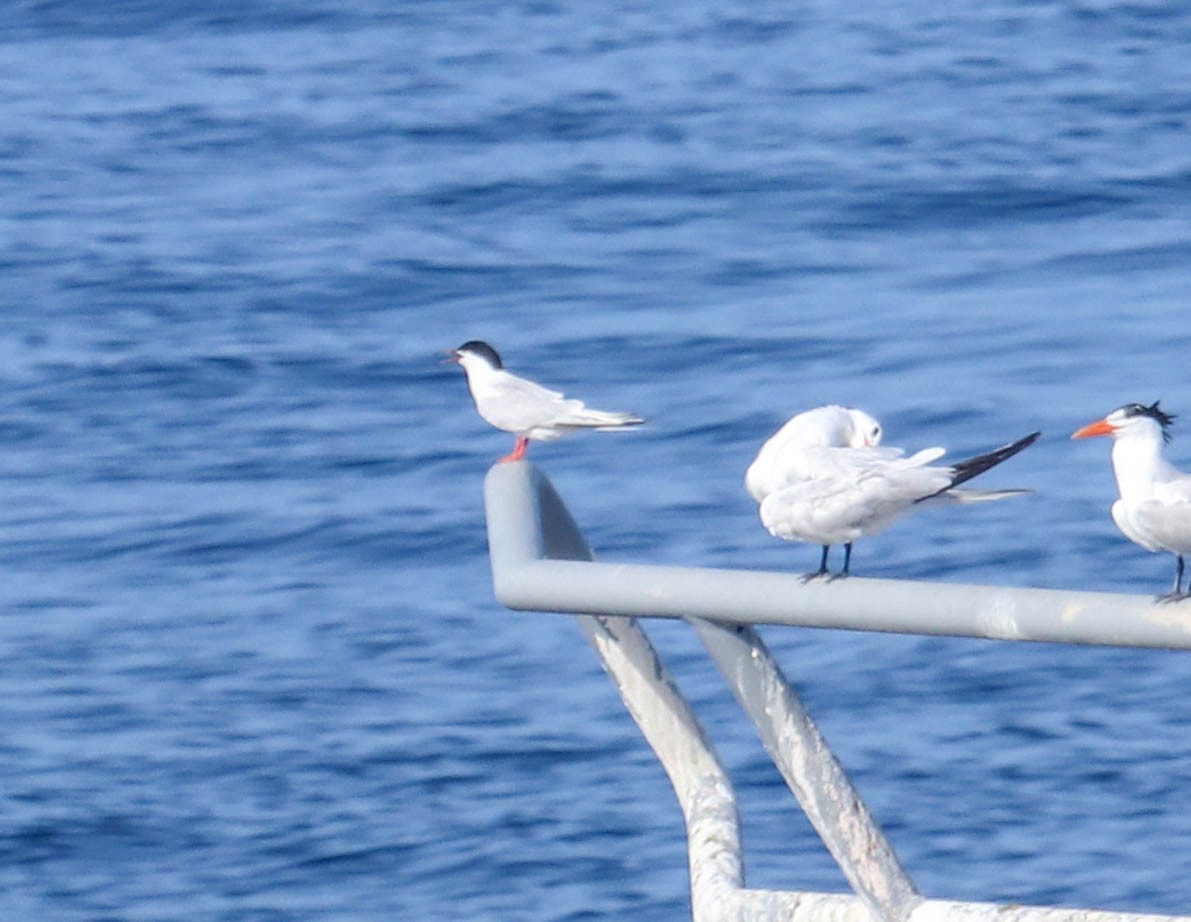 Roseate Tern - ML366790021