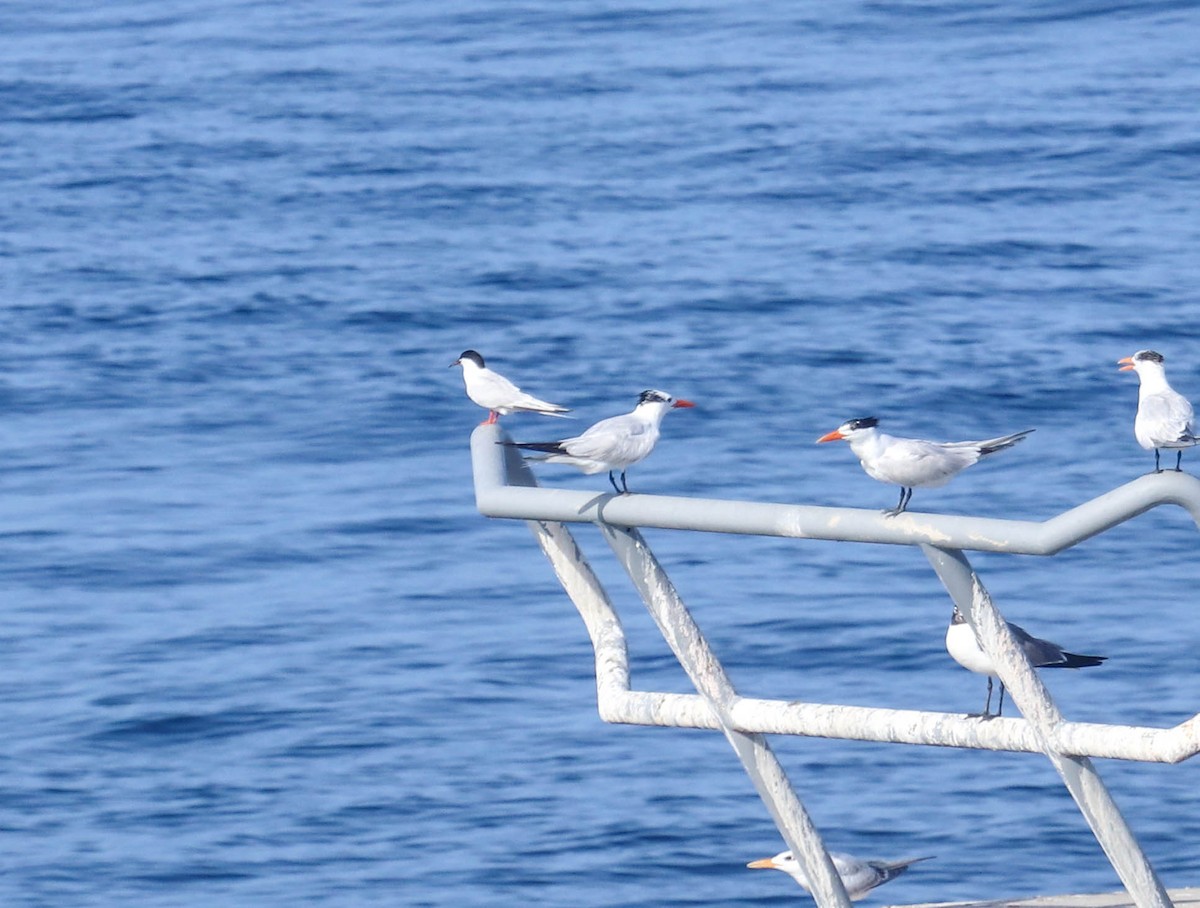 Roseate Tern - ML366790041