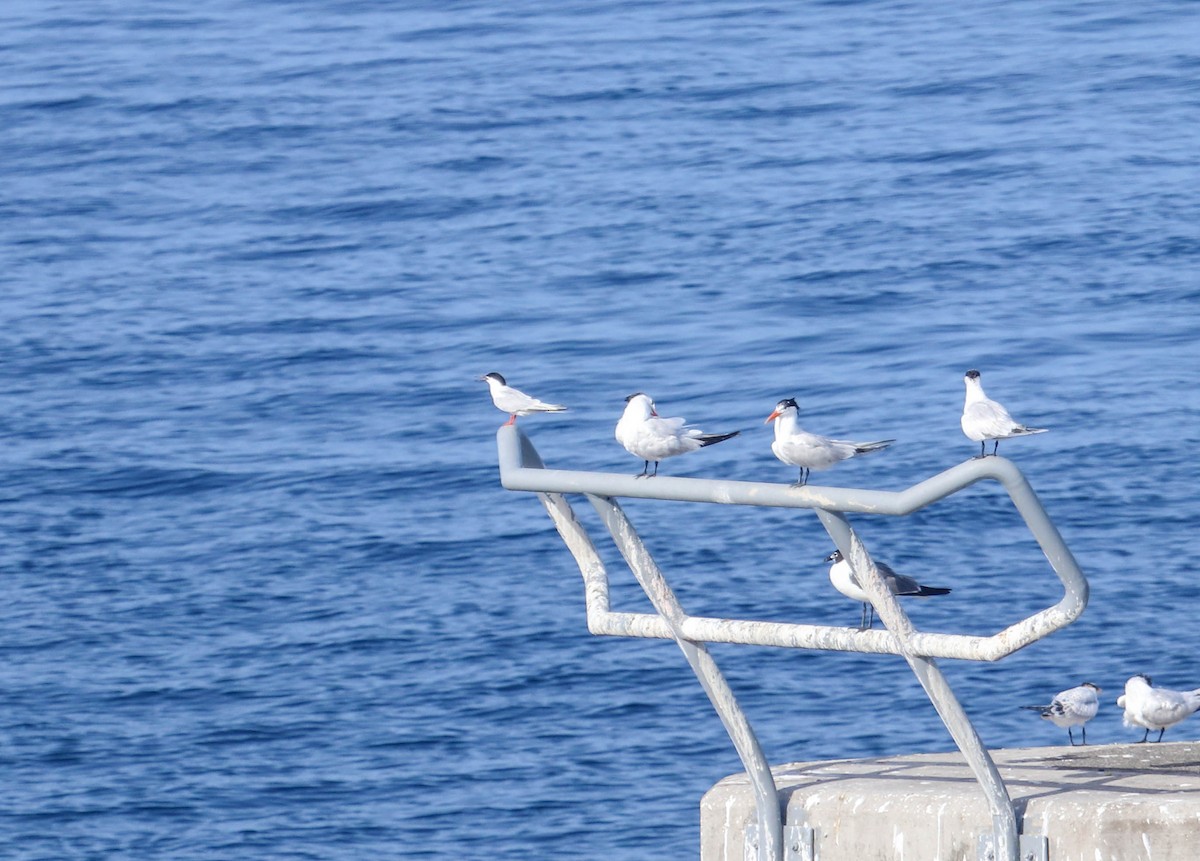 Roseate Tern - Will McPhail