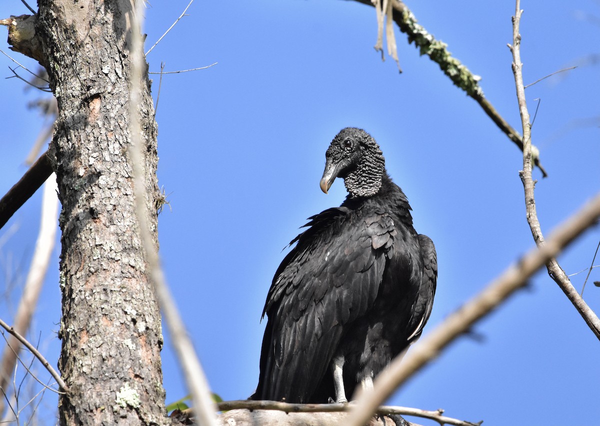 Black Vulture - ML366790341