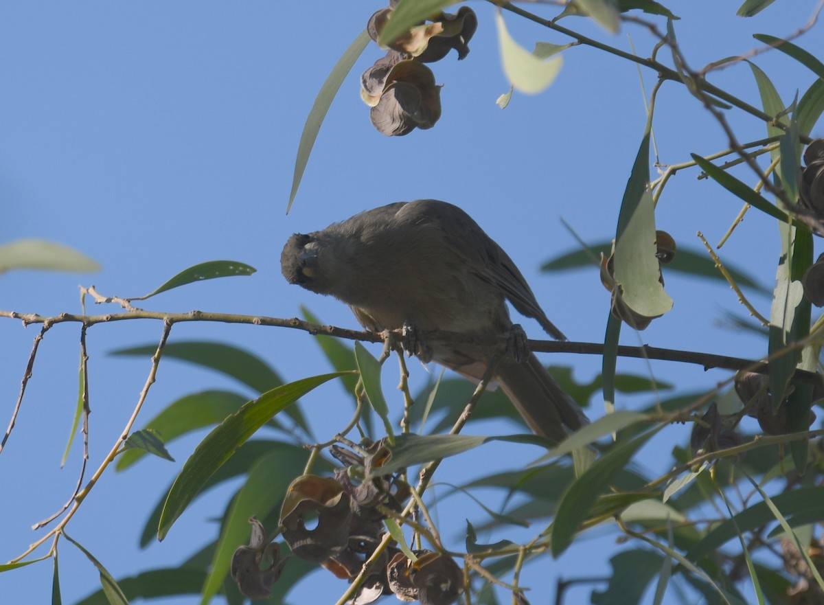 White-gaped Honeyeater - ML366790831