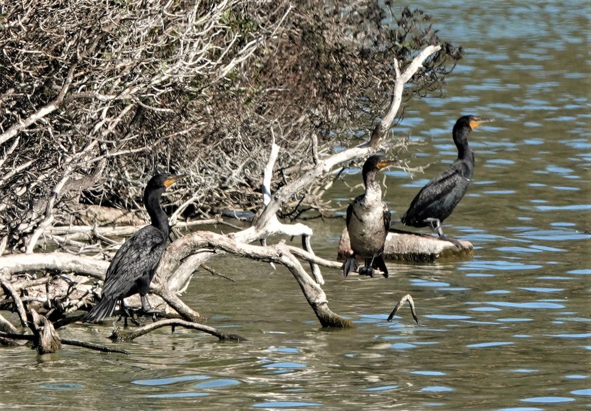 Double-crested Cormorant - ML366790851