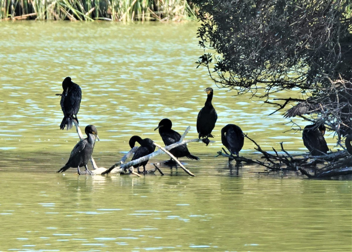 Double-crested Cormorant - ML366790861