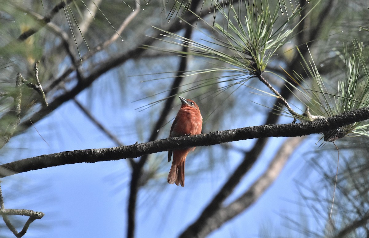 Hepatic Tanager - ML366791001