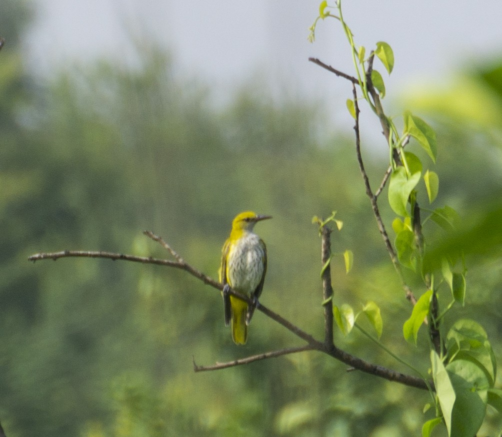 Indian Golden Oriole - ML366791151