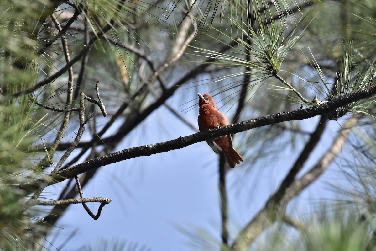 Hepatic Tanager - ML366791181