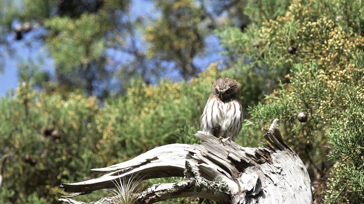 Ferruginous Pygmy-Owl - ML366791391