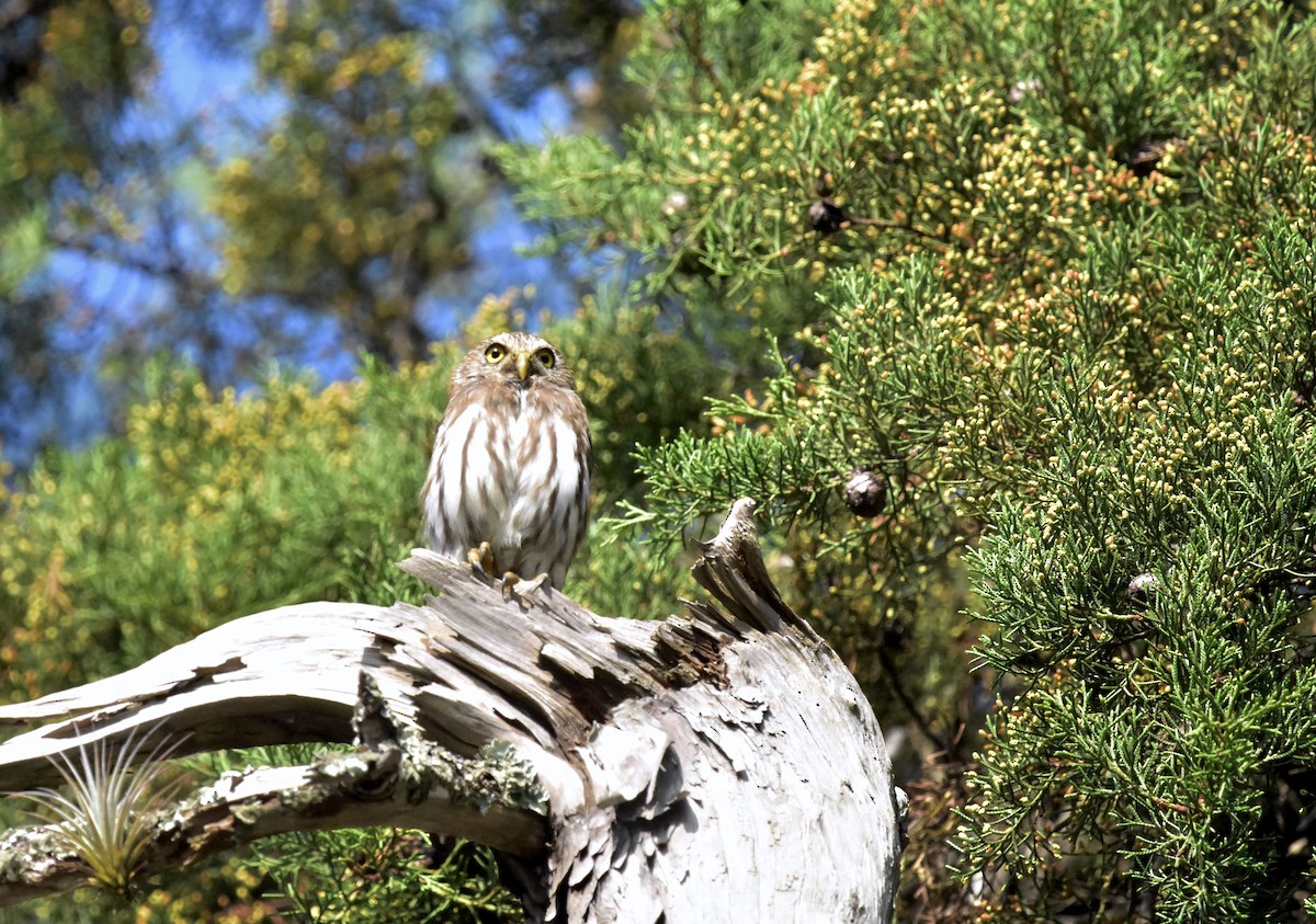 Ferruginous Pygmy-Owl - ML366791561