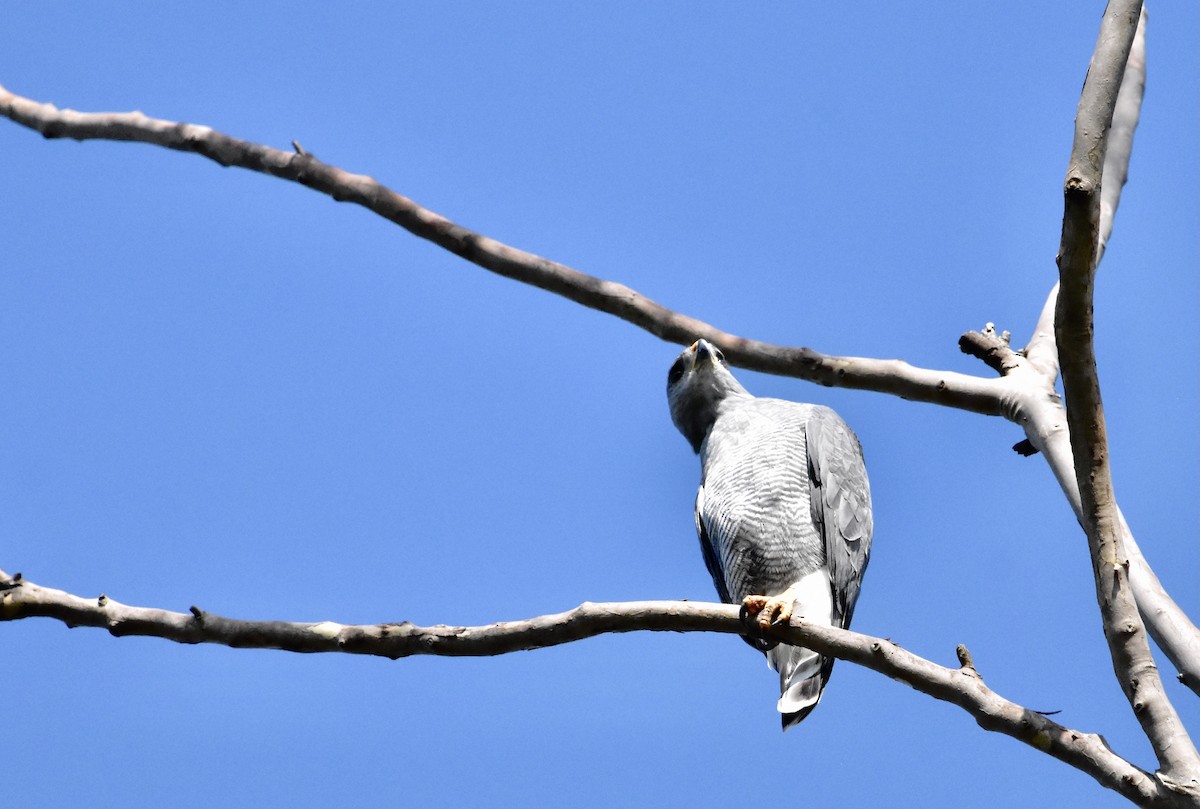 Gray Hawk - ML366791901