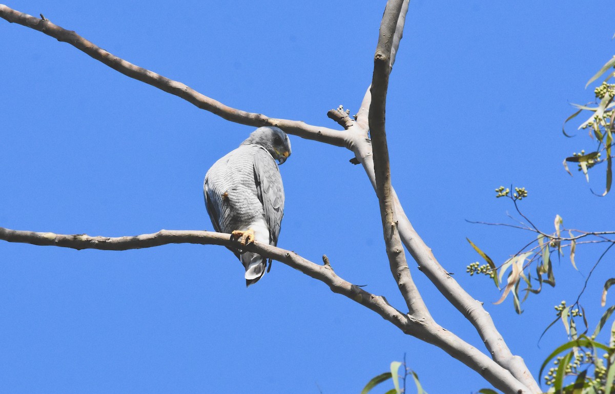 Gray Hawk - ML366792021