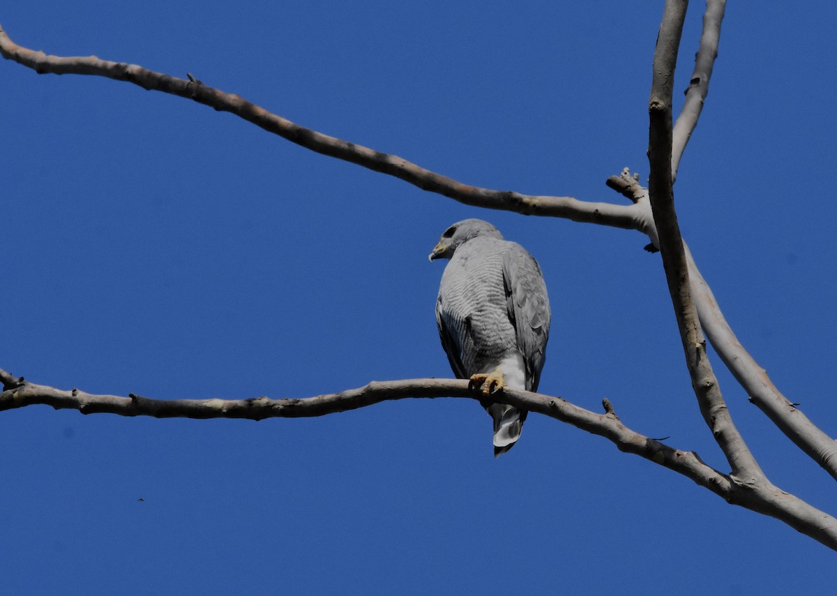 Gray Hawk - ML366792181
