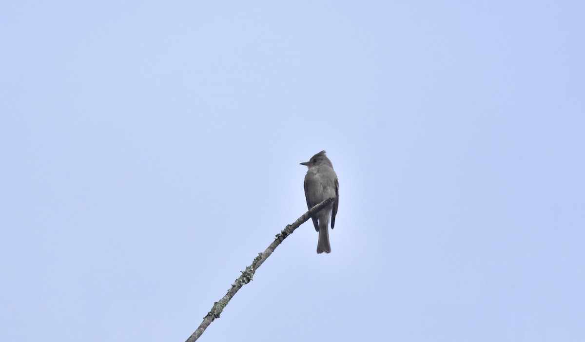 Eastern Wood-Pewee - ML366792561