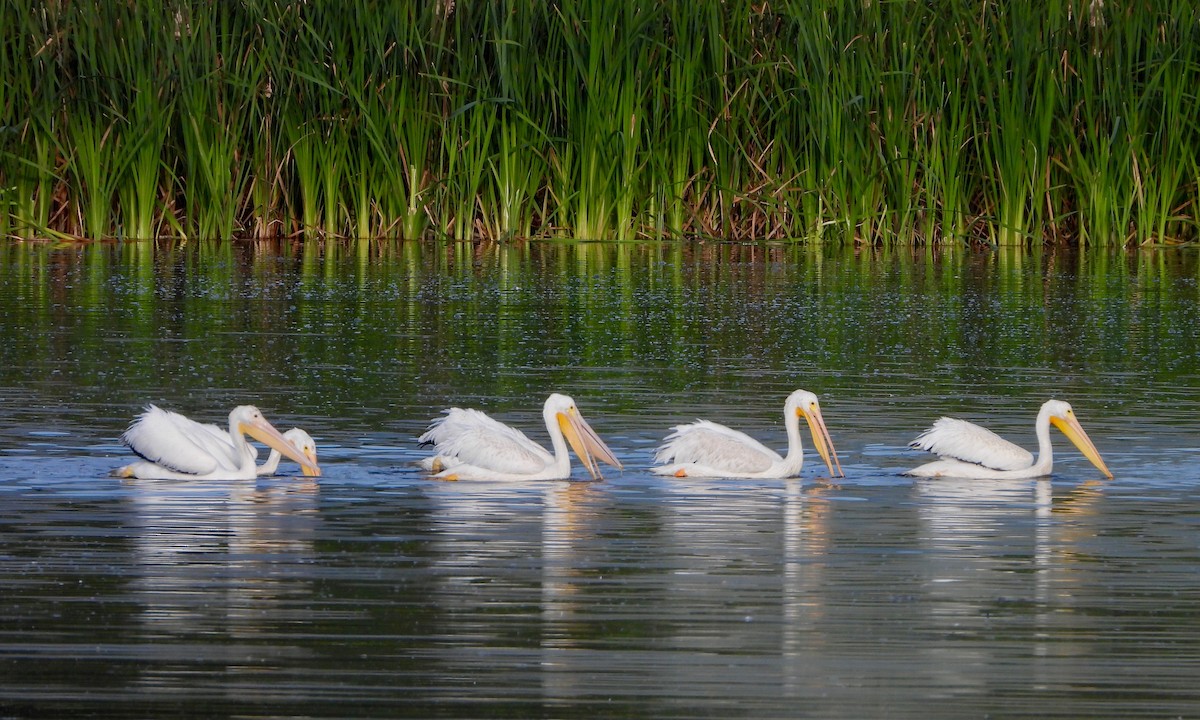 American White Pelican - ML366792701