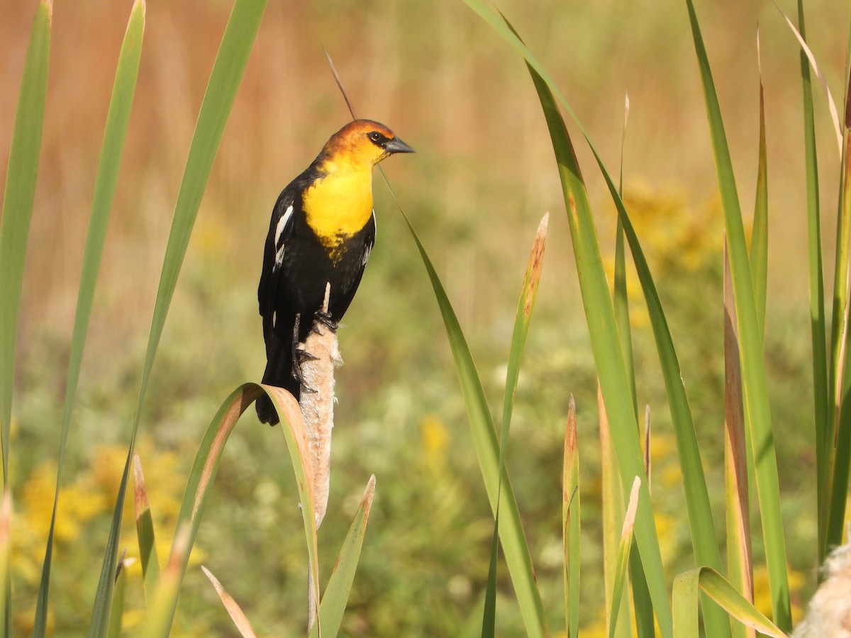 Yellow-headed Blackbird - ML366792811