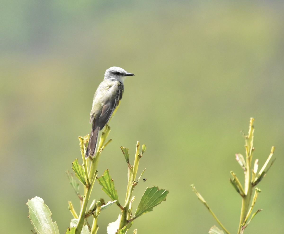 Tropical Kingbird - ML366792971