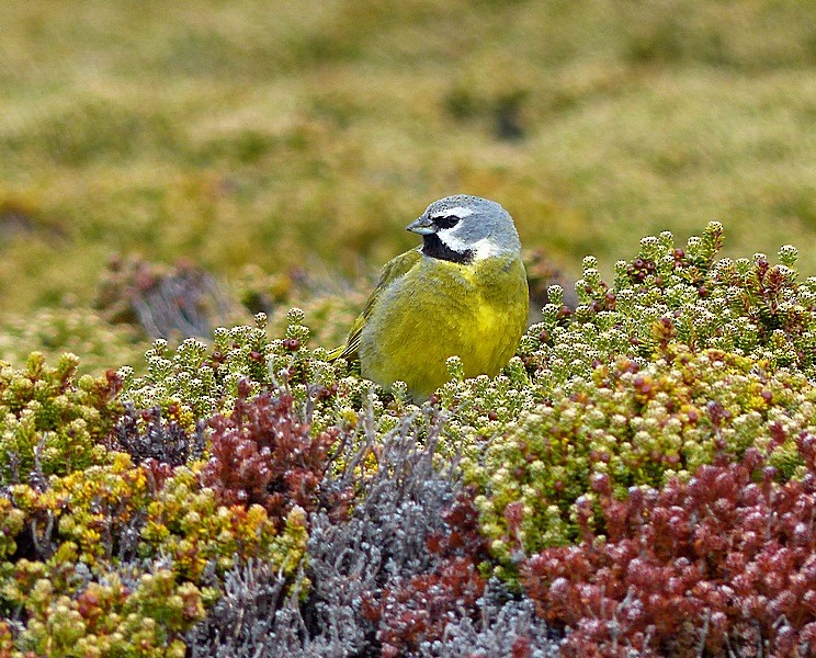 White-bridled Finch - ML36679591