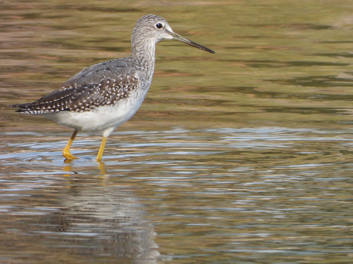 Greater Yellowlegs - Tom Zavitz