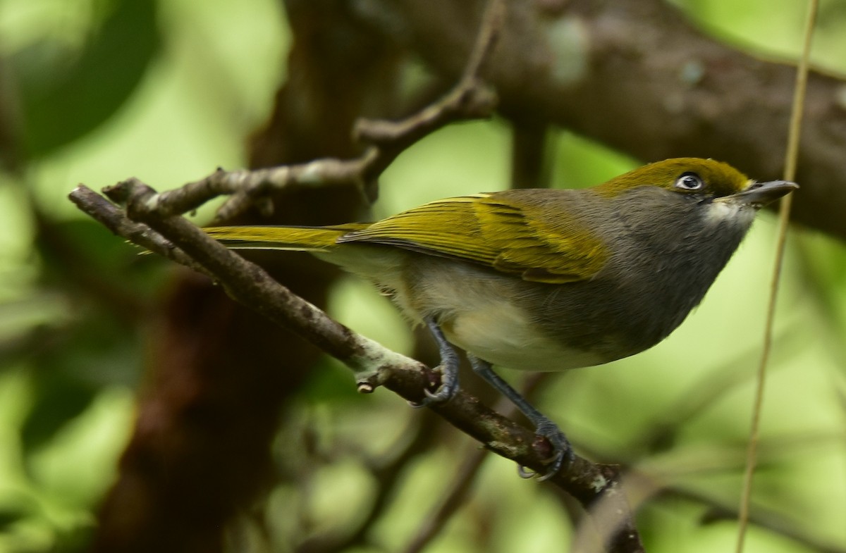 Slaty Vireo - ML366796321