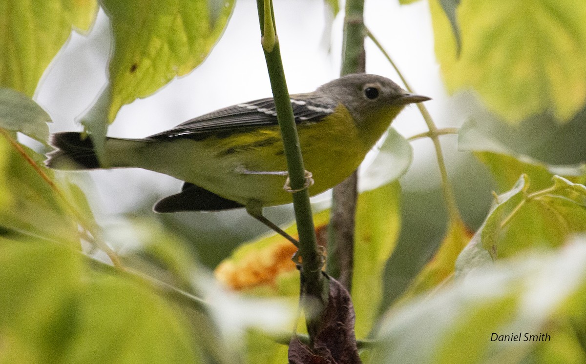 Magnolia Warbler - ML366798691