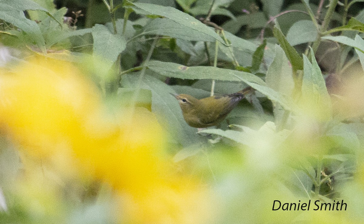 Tennessee Warbler - ML366798711