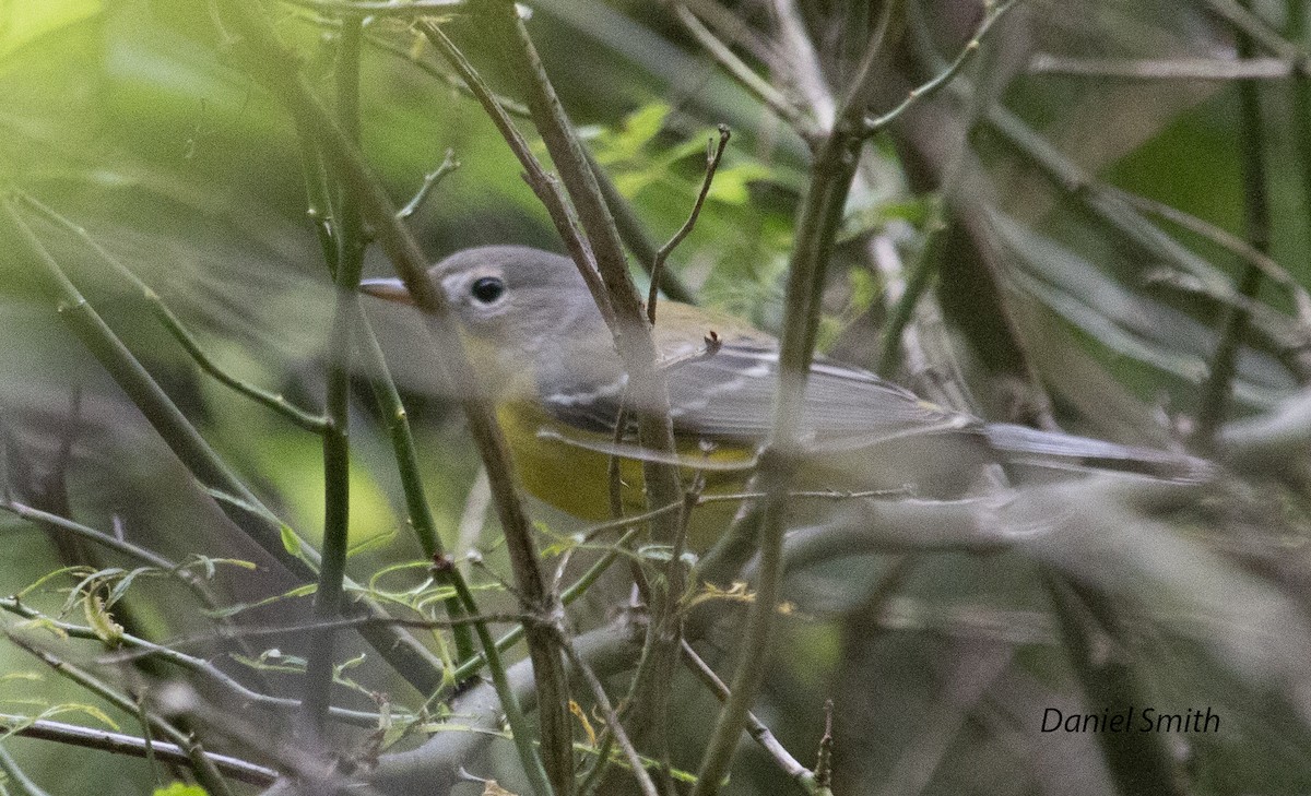 Magnolia Warbler - ML366798771