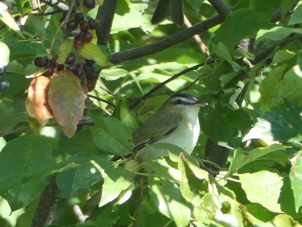 Red-eyed Vireo - ML366798911