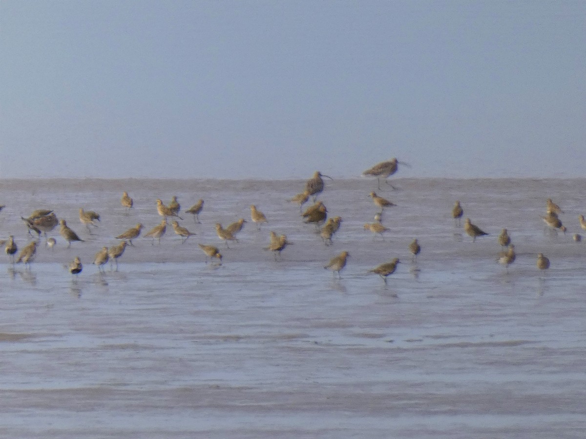 European Golden-Plover - ML366798931