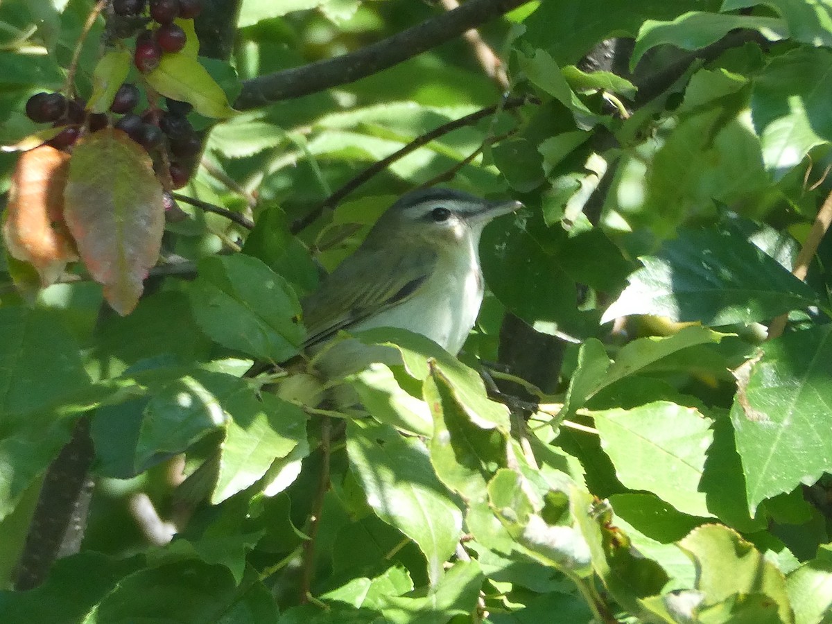 Red-eyed Vireo - ML366798941