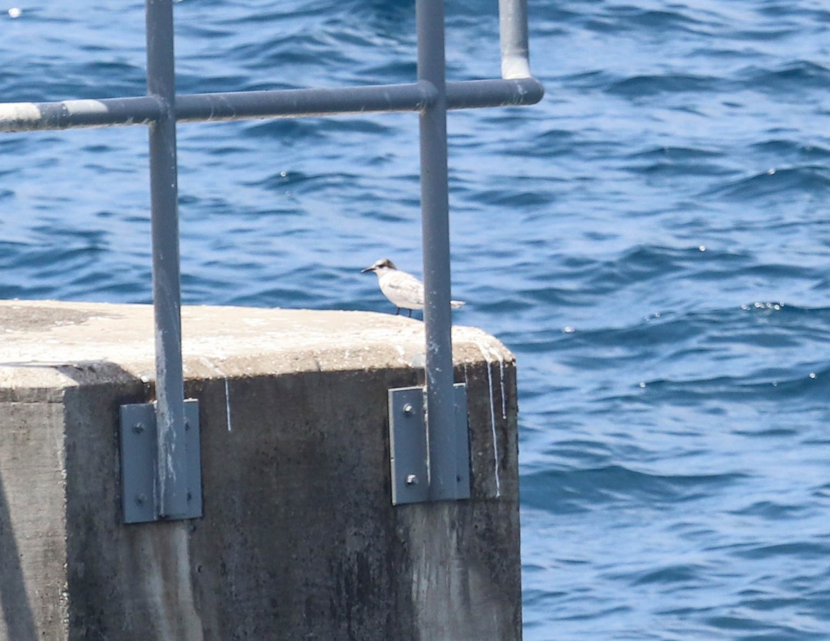 Common Tern - ML366798991