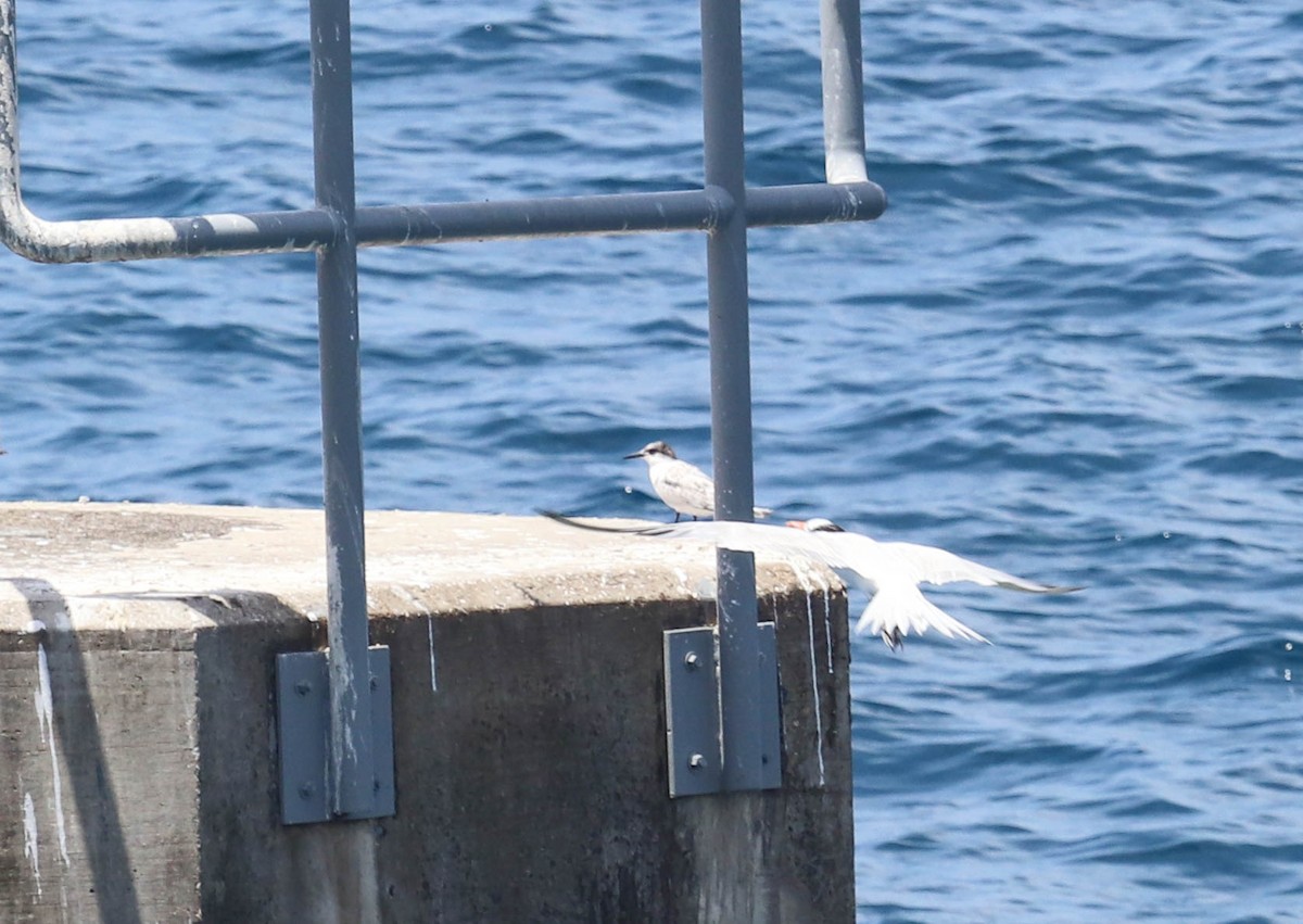 Common Tern - ML366799021