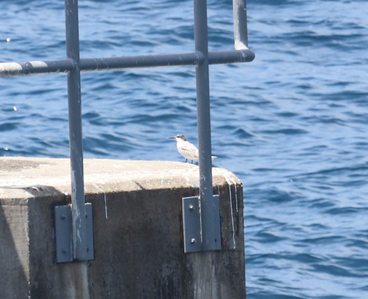 Common Tern - ML366799101