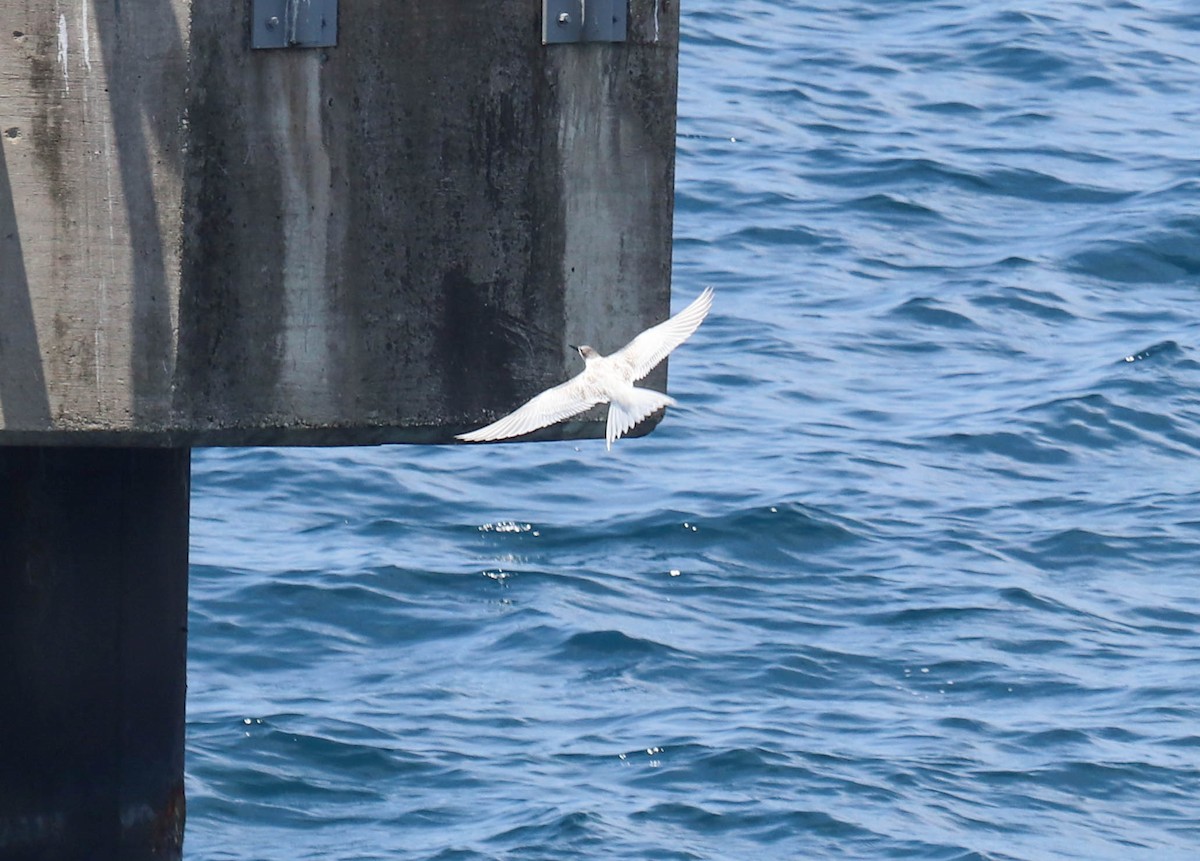 Common Tern - ML366799111