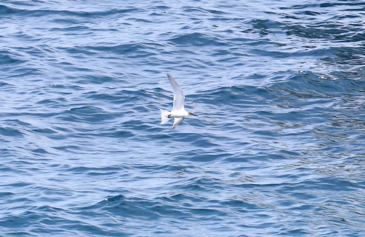 Common Tern - ML366799121