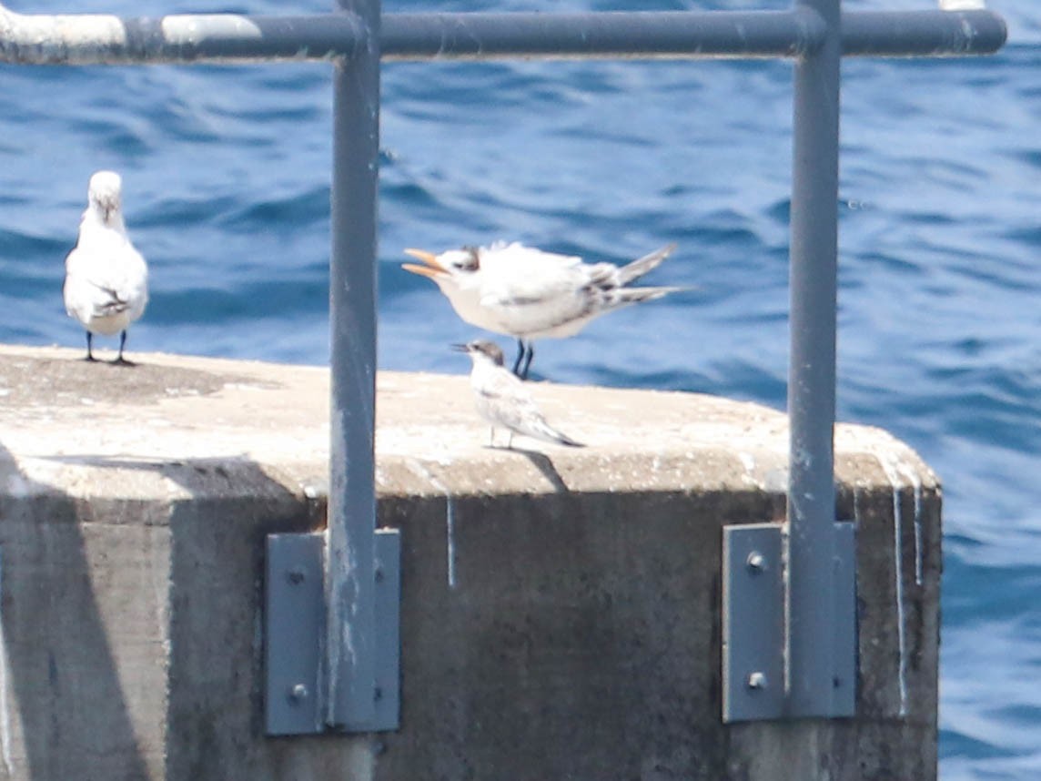 Common Tern - ML366799241