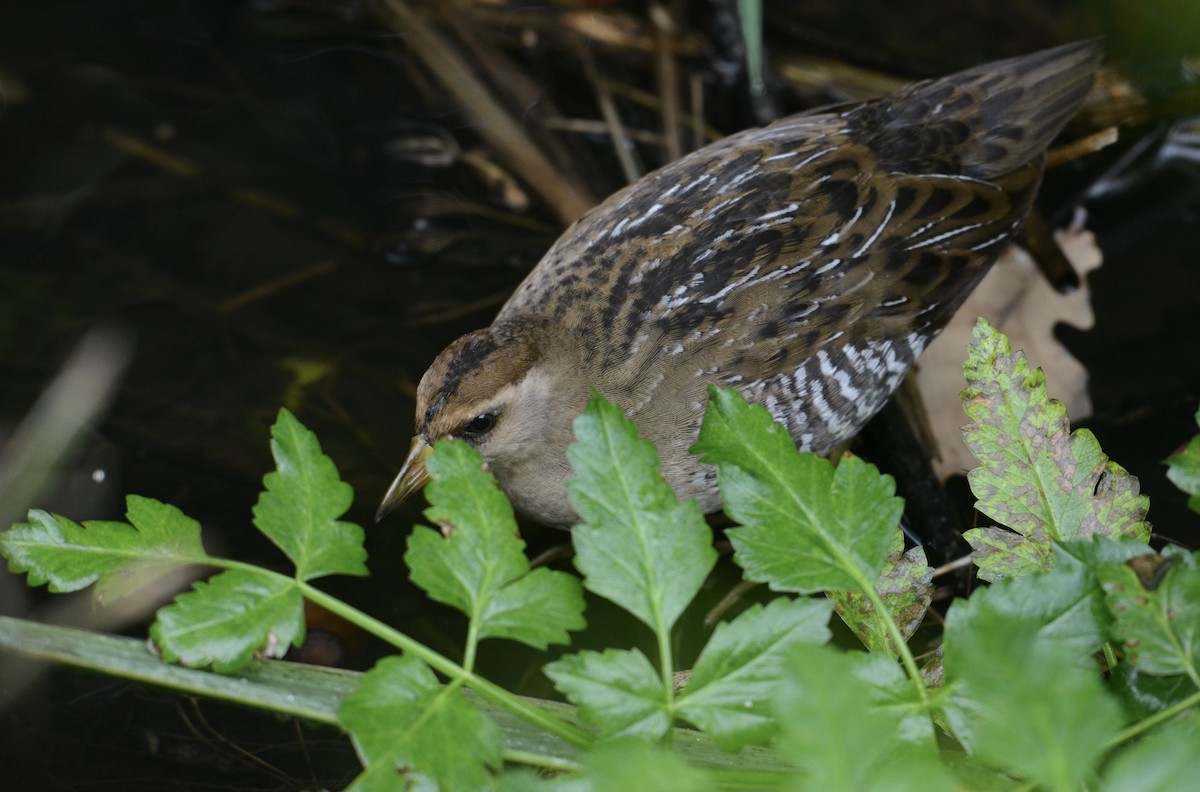 Carolinasumpfhuhn - ML366800041