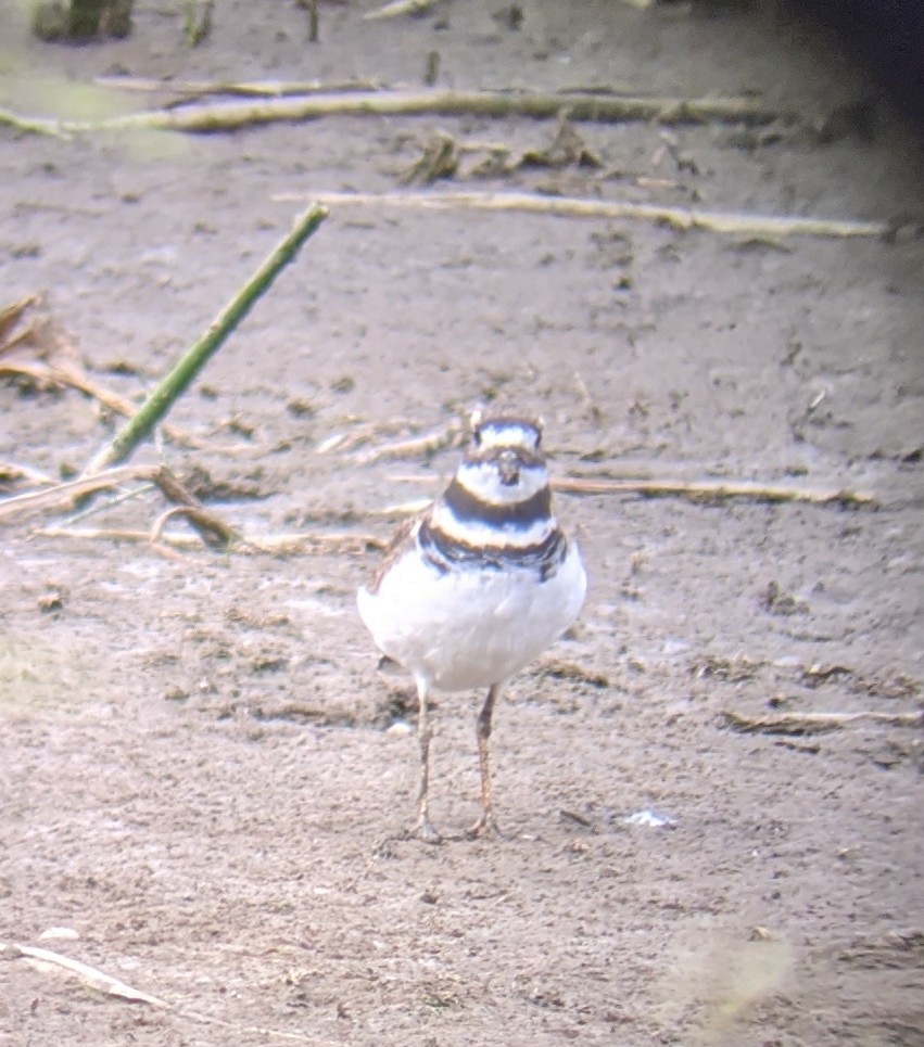 Killdeer - ML366800991