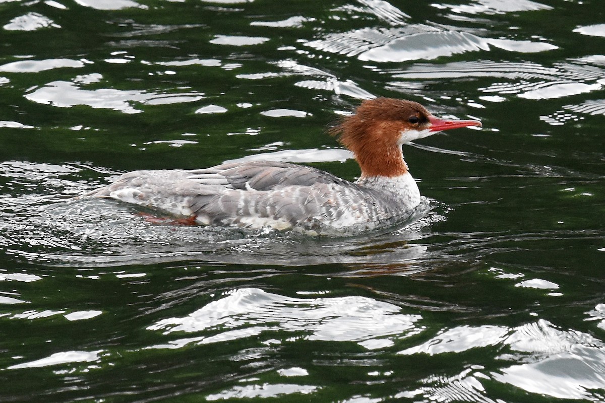 Common Merganser - ML366801031