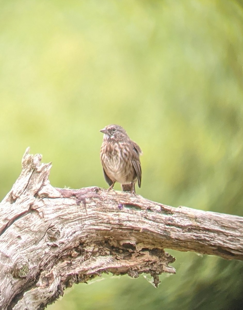Song Sparrow - ML366801041