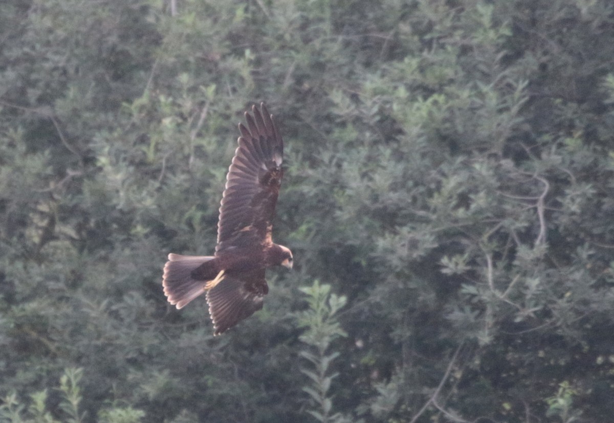 Western Marsh Harrier - ML366802761