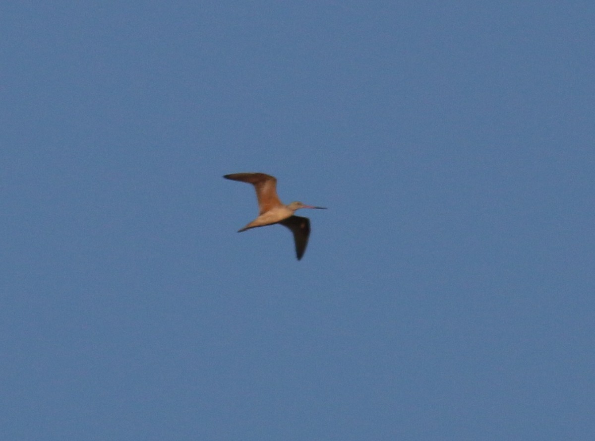 Marbled Godwit - ML366802901