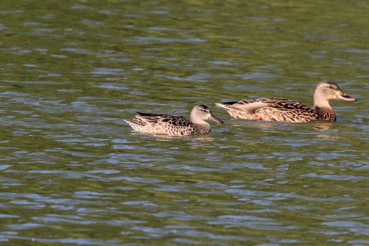 Blue-winged Teal - Deryl Nethercott