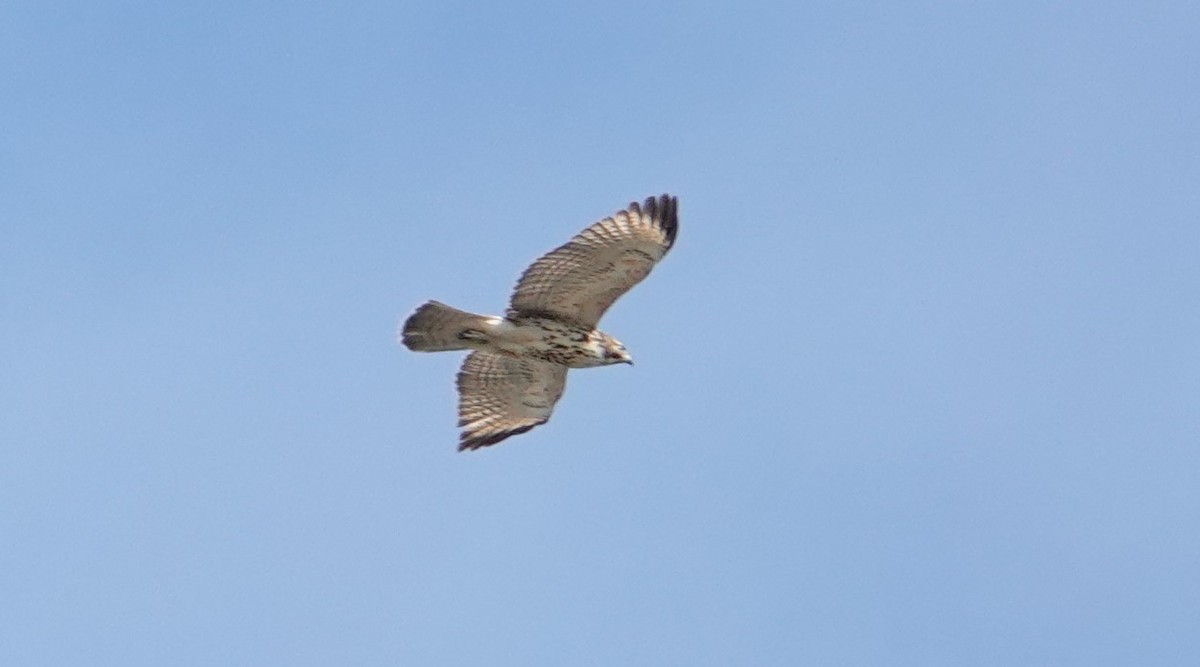 Red-shouldered Hawk - ML366804341