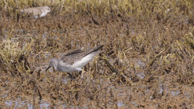 Lesser Yellowlegs - ML366804501