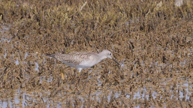 Lesser Yellowlegs - ML366804521