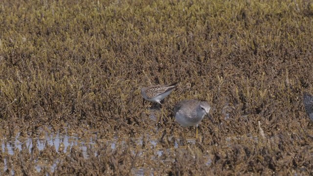 Lesser Yellowlegs - ML366804601