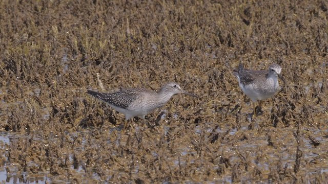 Lesser Yellowlegs - ML366804631