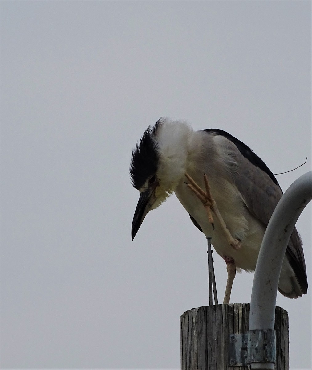 Black-crowned Night Heron - ML366806071