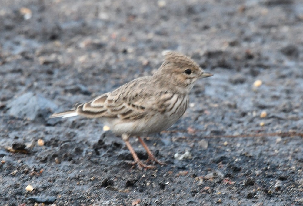 Sand Lark - Prasad Ganpule