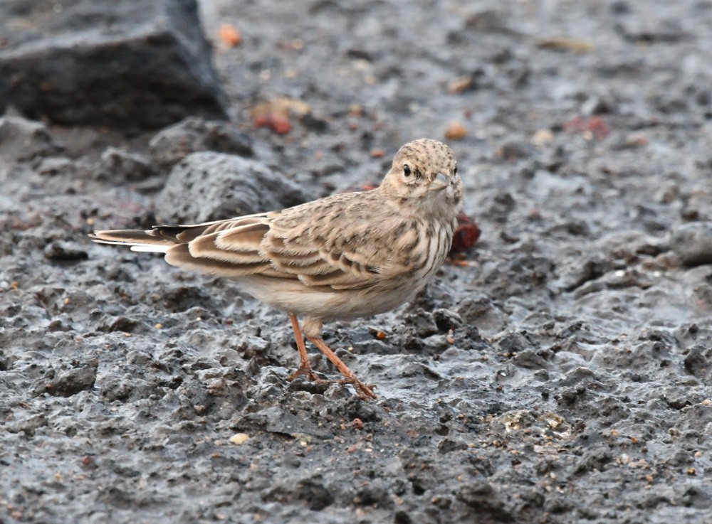 Sand Lark - Prasad Ganpule