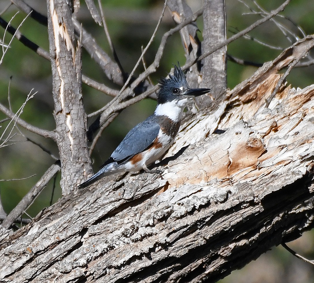 Belted Kingfisher - ML366806951